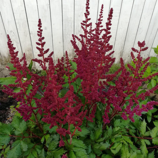 Astilbe chinensis  - Vision in Red Chinese Astilbe