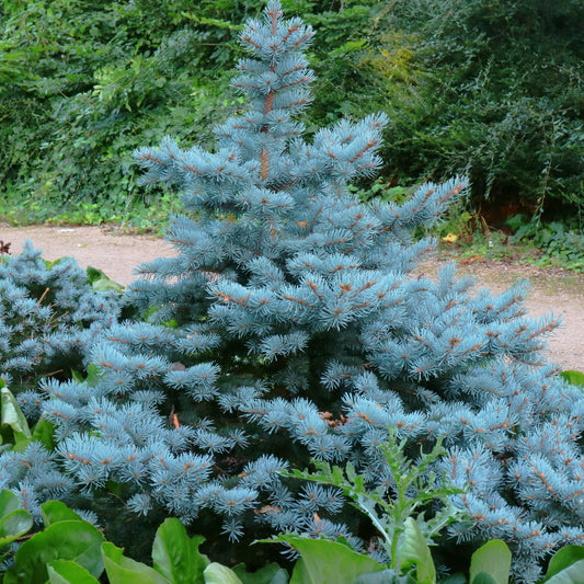 Picea pungens - Baby Blue Spruce