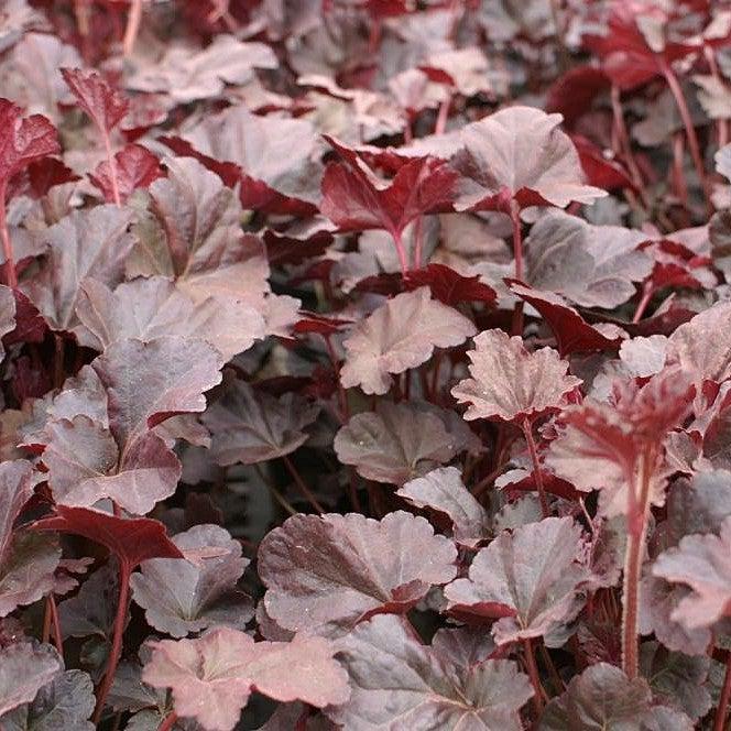 Heuchera - Plum Pudding Coral Bells, Heuchera