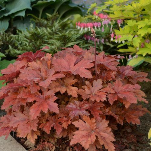 Heuchera - PW® Fun and Games® Hopscotch Coral Bells