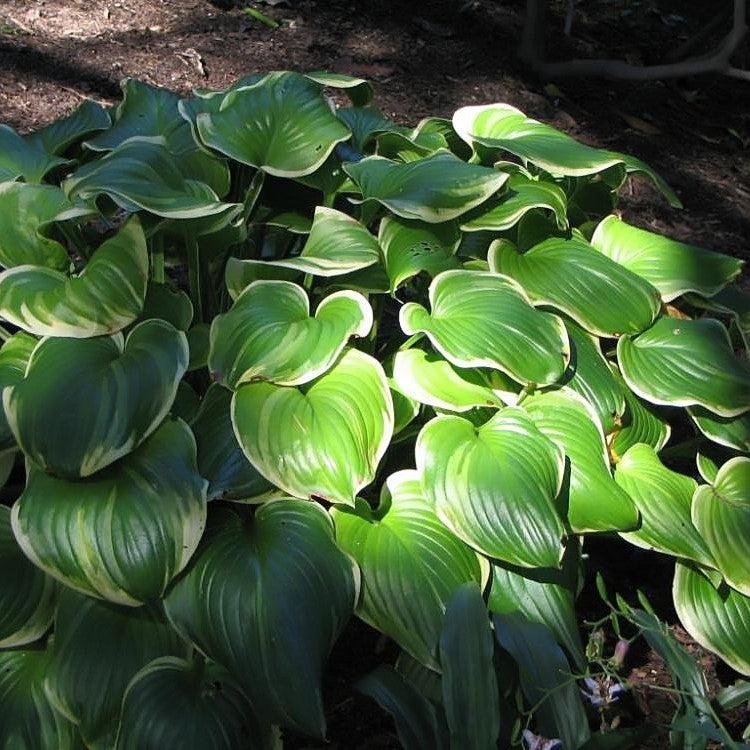 Hosta - Fragrant Bouquet Hosta