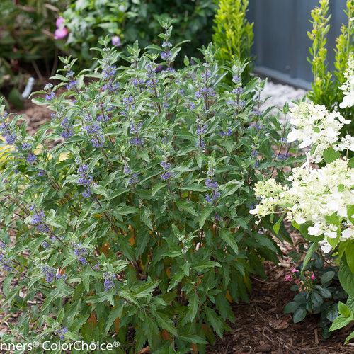 Caryopteris x clandonensis - Beyond Midnight® Bluebeard