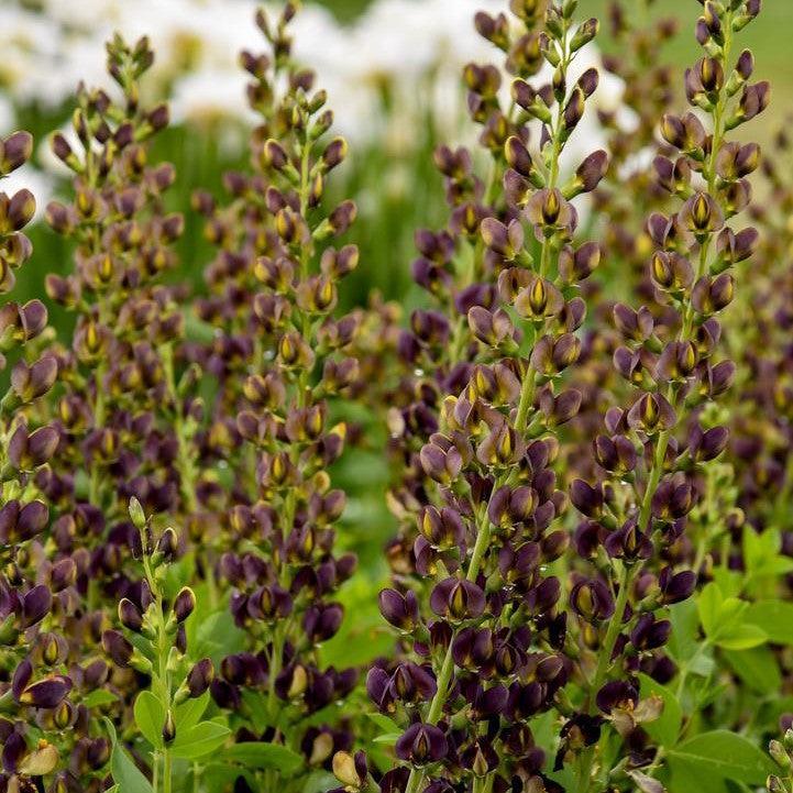 Baptisia - Decadence® Dark Chocolate False Indigo