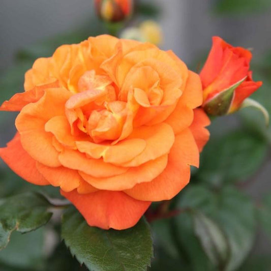 Rosa x - Showpiece™ Orange Rose