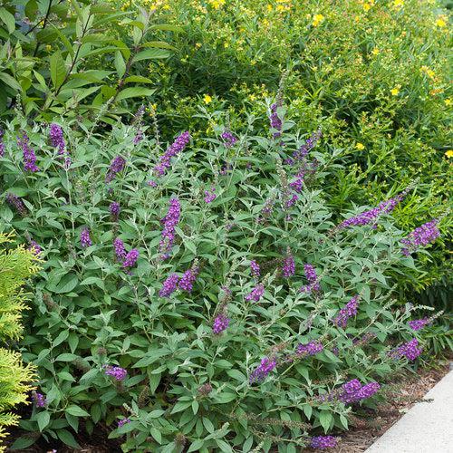 Buddleja x - Miss Violet Butterfly Bush