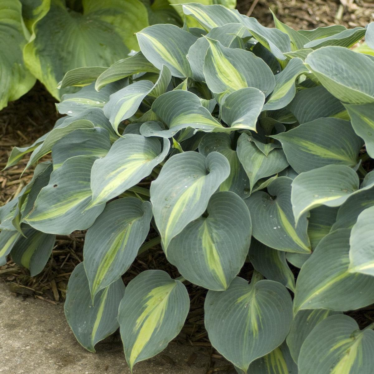 Hosta - Touch of Class Hosta