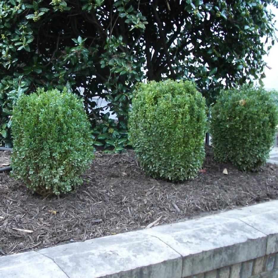 Buxus ‘SB300’  - NewGen™ Freedom® Boxwood