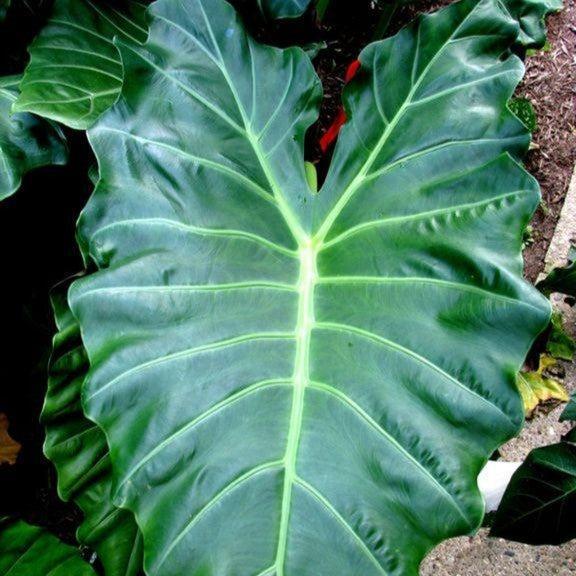 Alocasia - Masquerade™ Mayan Mask Alocasia