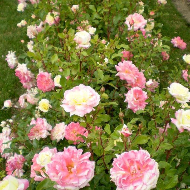 Rosa - Easy Elegance® Music Box Rose