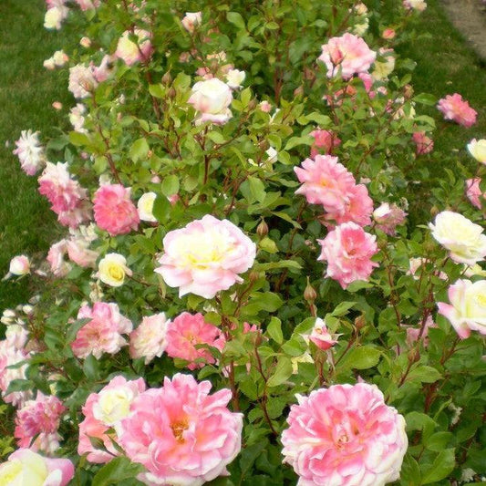 Rosa - Easy Elegance® Music Box Rose