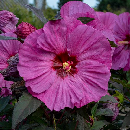 Hibiscus - Summerific® Berry Awesome Hibiscus