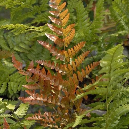 Dryopteris erythrosora - Brilliance Autumn Fern
