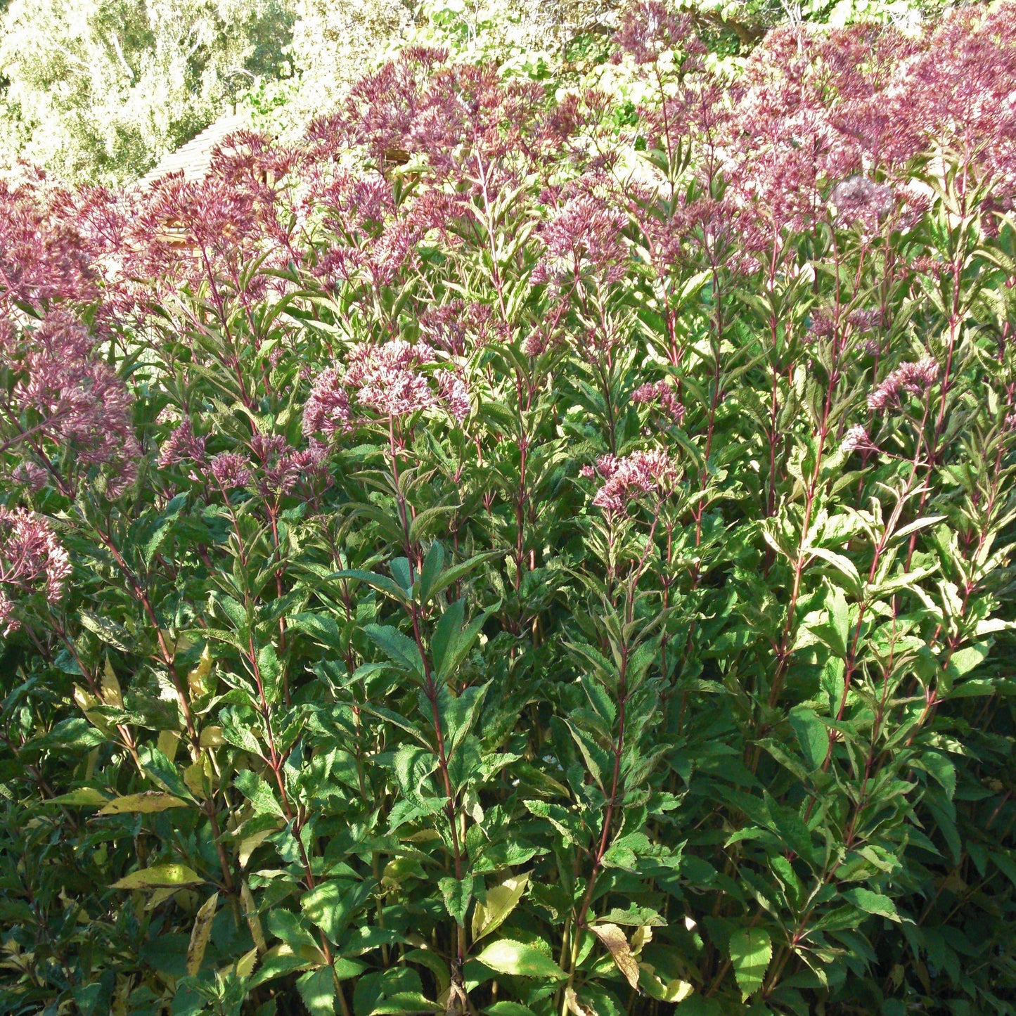 Eutrochium maculatum - Gateway Joe Pye Weed