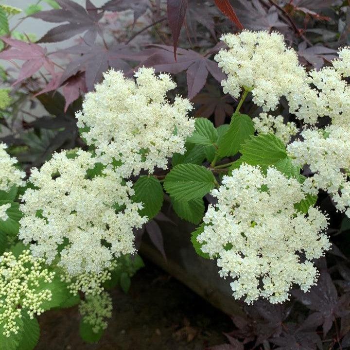 Viburnum dentatum -  NativeStar® Plum Pudding Viburnum