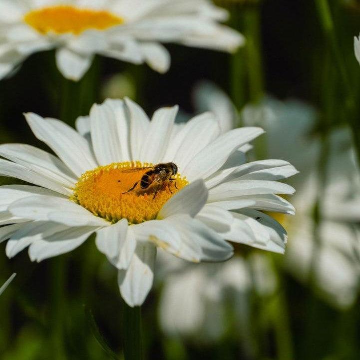 Leucanthemum x superbum - Ooh La™ LaGrande Shasta Daisy
