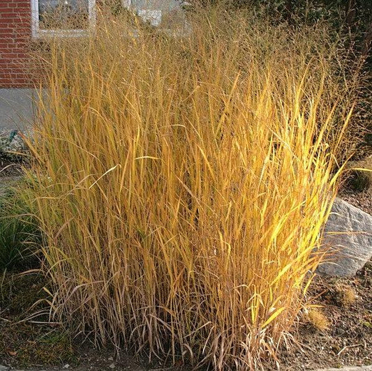 Panicum virgatum - Thundercloud Switch Grass