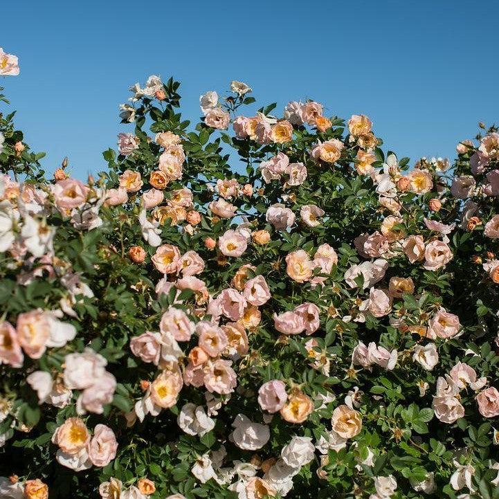 Rosa - Rosa Above and Beyond™ Climbing Rose