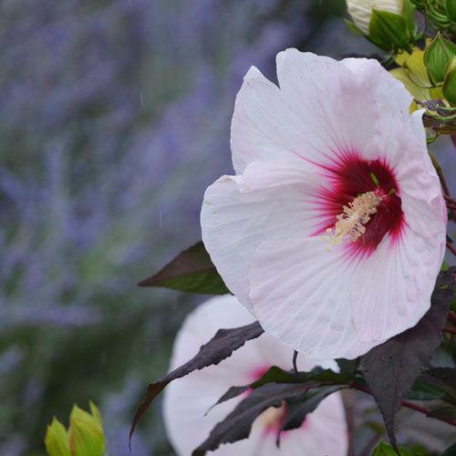 Hibiscus - Summerific® Perfect Storm Hibiscus