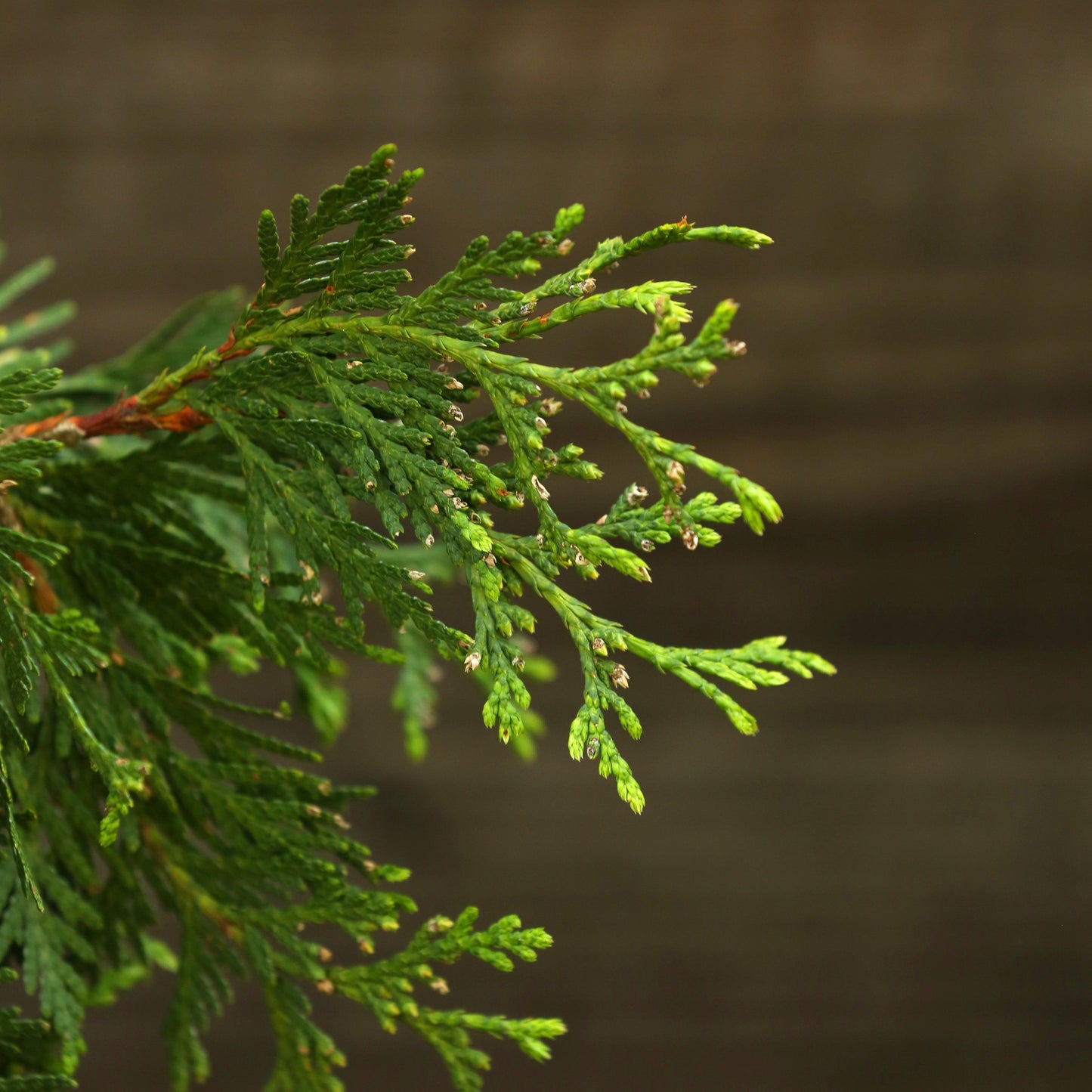 Thuja standishii x plicata - Green Giant Arborvitae