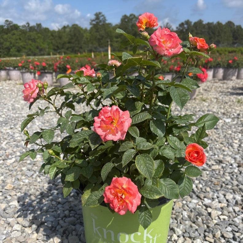 Rosa - Orange Glow™ Knock Out® Rose