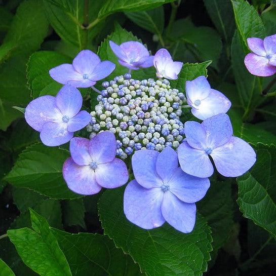 Hydrangea macrophylla  - Endless Summer® Pop Star® Hydrangea