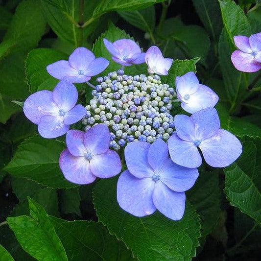 Hydrangea macrophylla  - Endless Summer® Pop Star® Hydrangea