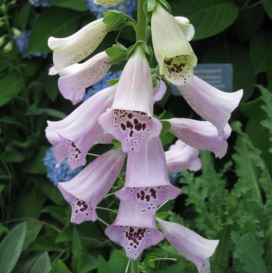 Digitalis purpurea - Camelot Lavender Foxglove