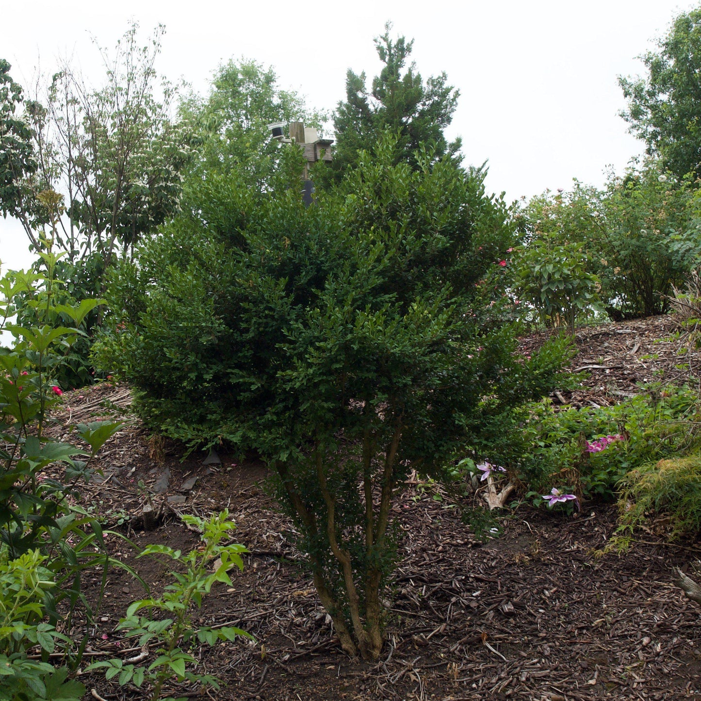Buxus microphylla var. japonica - Winter Gem Boxwood