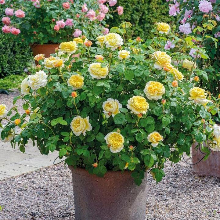 Rosa - Charles Darwin® Rose
