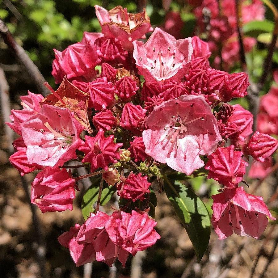 Kalmia latifolia - Raspberry Glow Mountain Laurel