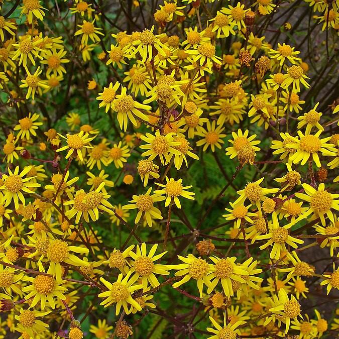 Packera aurea  - Golden Ragwort