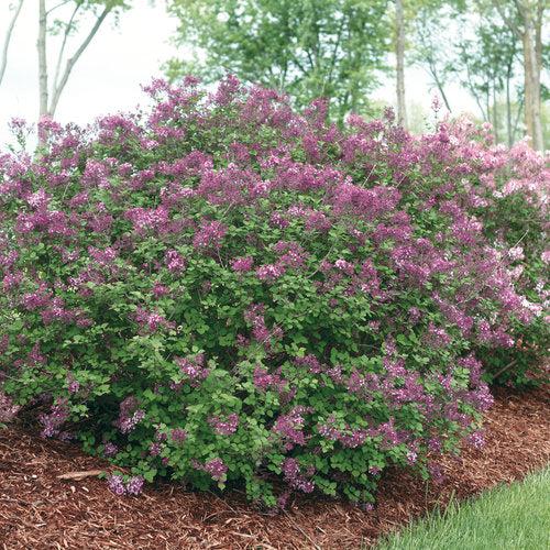 Syringa - Bloomerang® Dark Purple Lilac