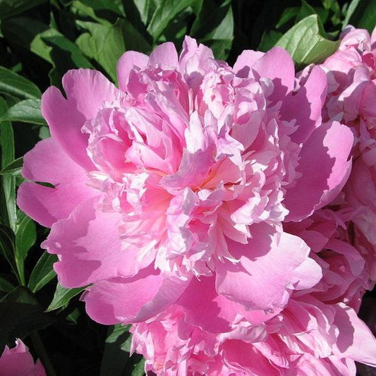 Paeonia lactiflora - Monsieur Jules Elie Peony