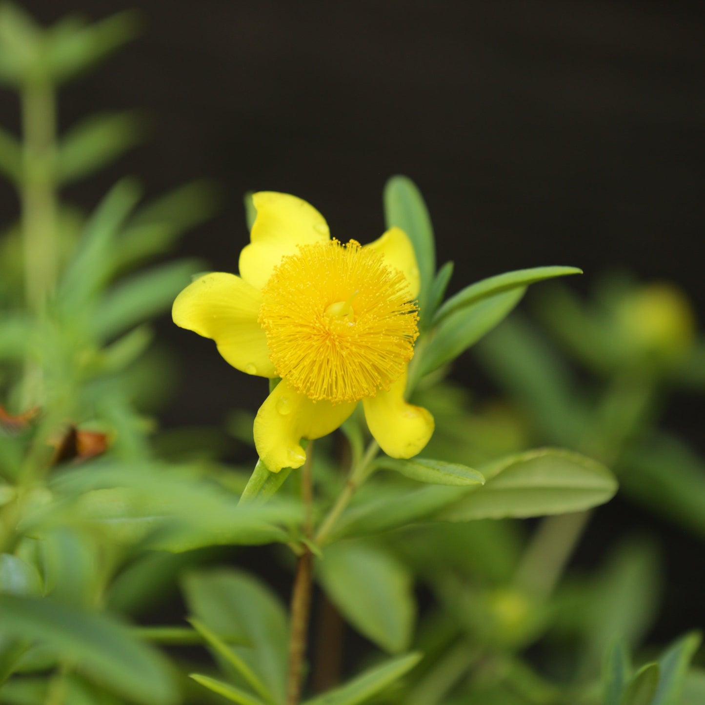 Hypericum frondosum - Sunburst St. John's Wort