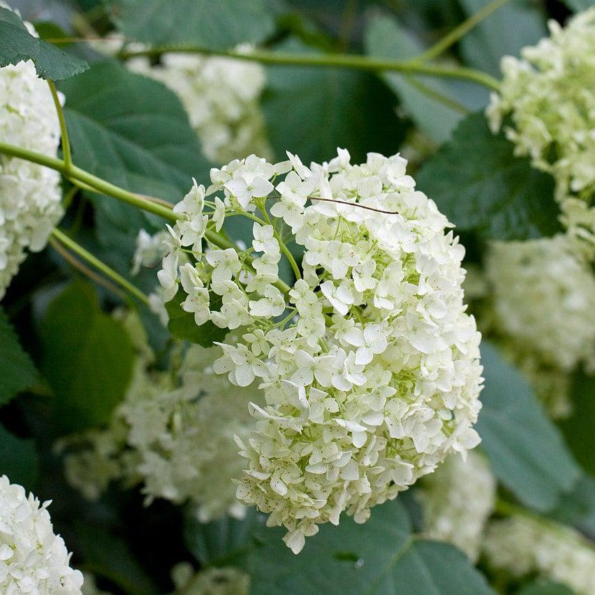 Hydrangea arborescens - Mophead Hydrangea, Annabelle Hydrangea