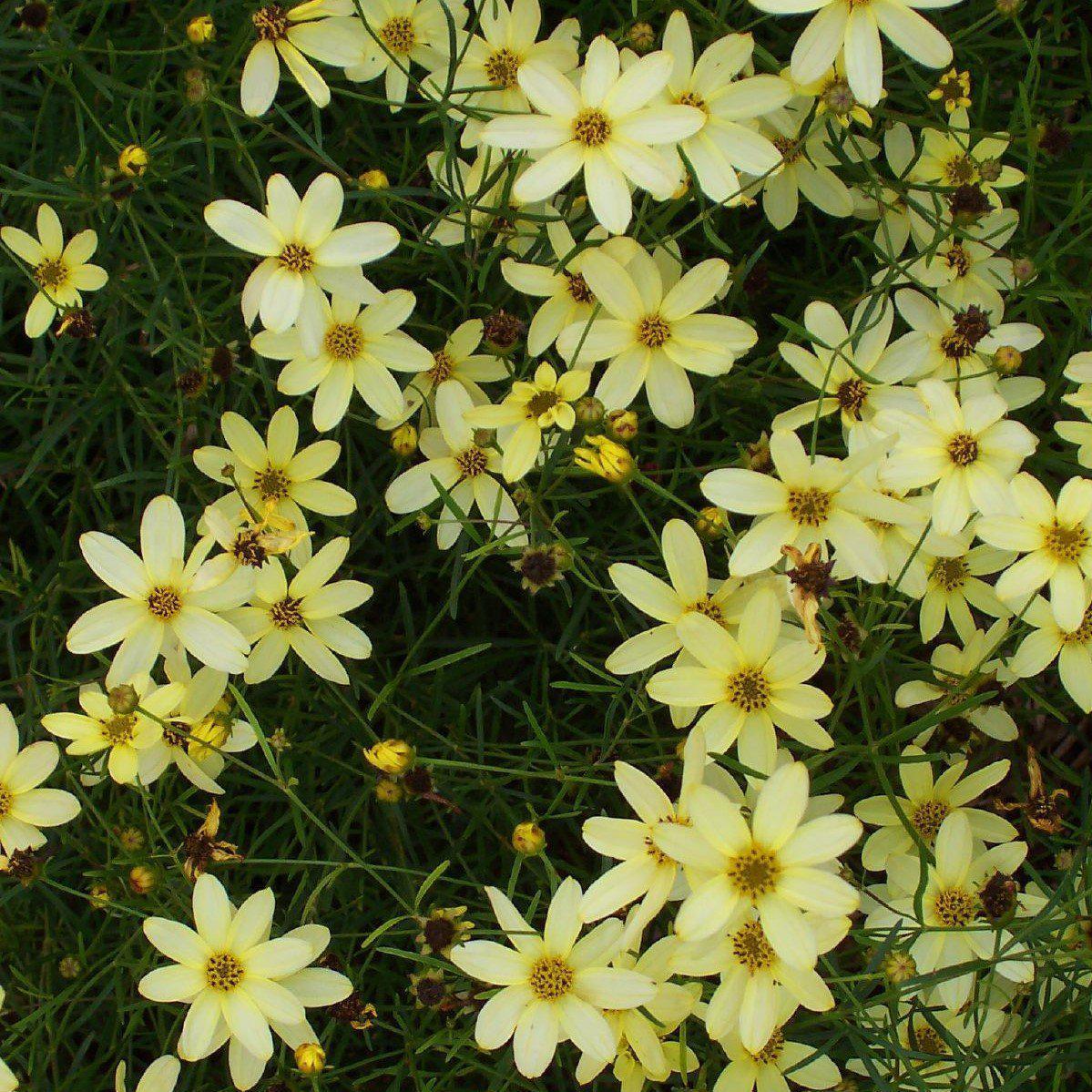 Coreopsis verticillata - Moonbeam Threadleaf Coreopsis
