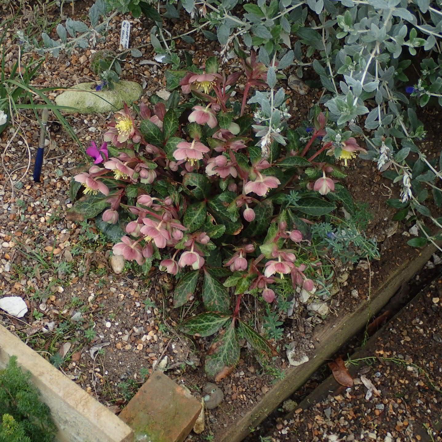 Helleborus x hybridus  - FrostKiss™ Pippa's Purple Lenten Rose