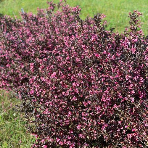 Weigela florida  - Very Fine Wine® Weigela