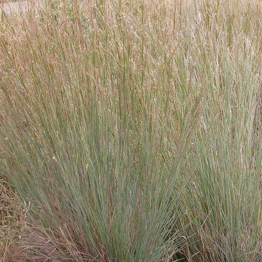 Schizachyrium scoparium - Ha Ha Tonka Little Bluestem