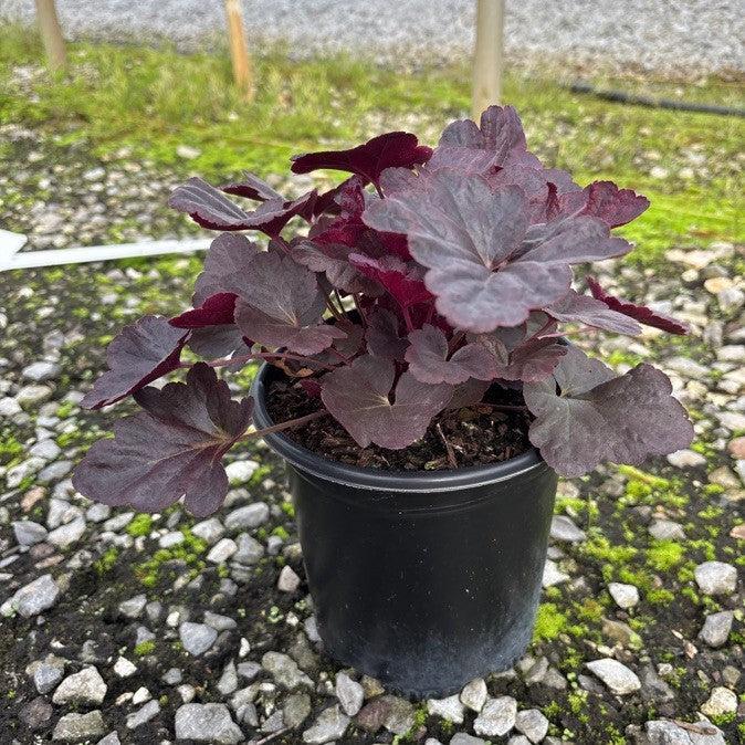 Heuchera - Obsidian Coral Bells