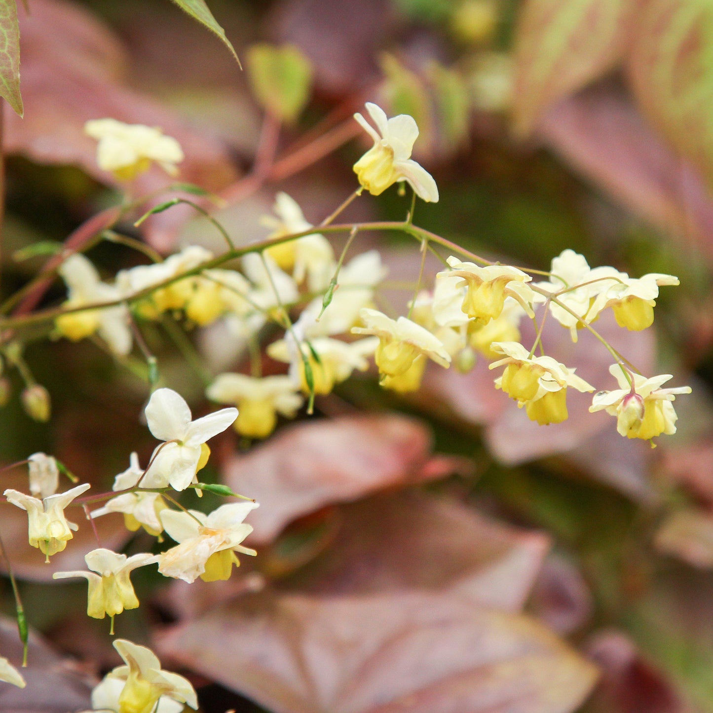 Epimedium versicolor - Sulphureum Bishop's Hat