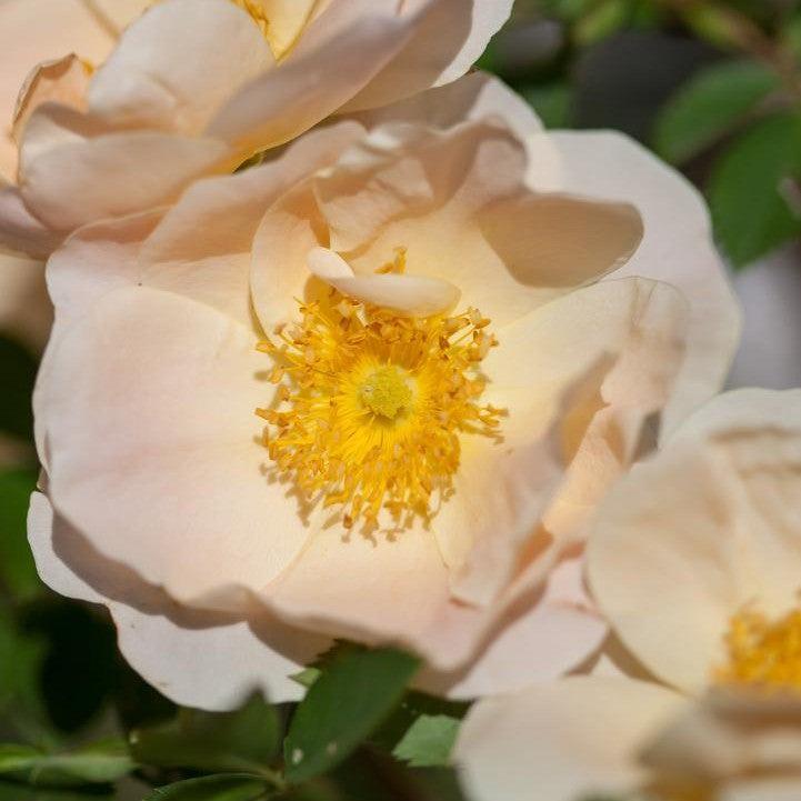 Rosa - Rosa Above and Beyond™ Climbing Rose