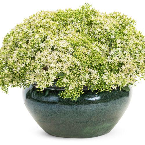 Sedum - Rock 'N Round® Bundle of Joy Stonecrop
