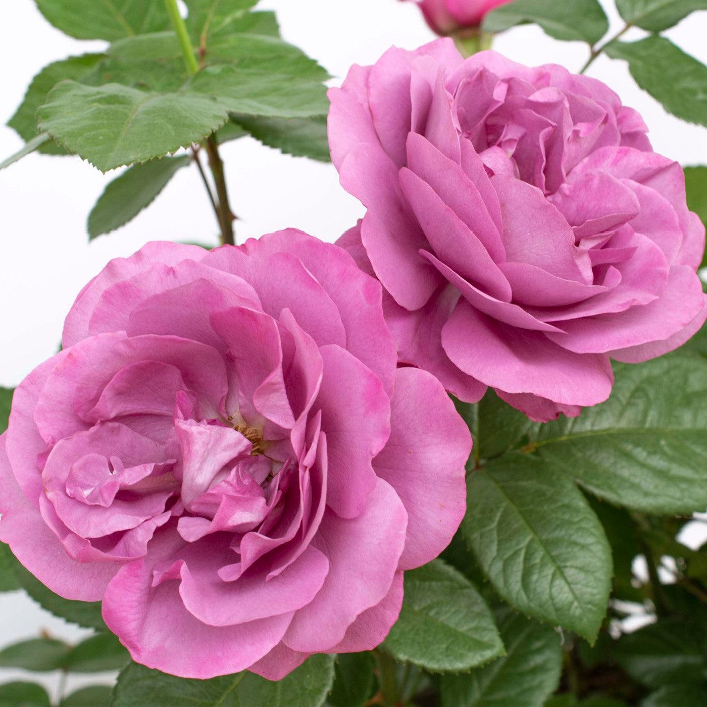 Rosa - Bloomables® Sunbelt® Plum Perfect™ Rose