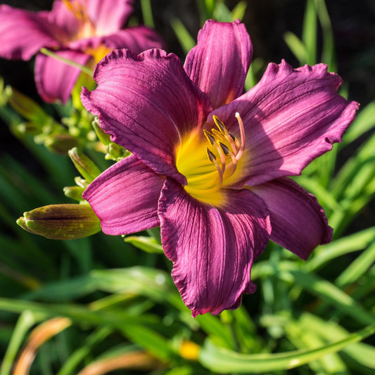 Hemerocallis x - Little Grapette Daylily