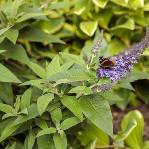 Buddleia davidii - Pugster Blue® Dwarf Butterfly Bush