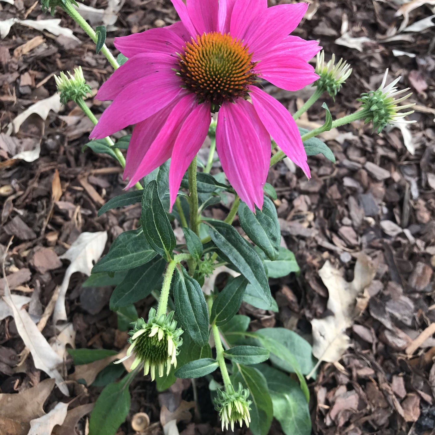 Echinacea purpurea - PowWow® Wild Berry Echinacea, Coneflower