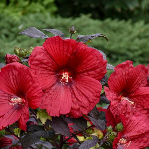 Hibiscus - Summerific® Holy Grail Hibiscus