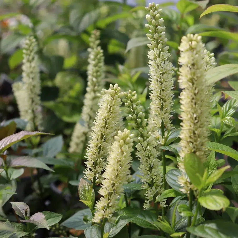 Itea virginica - PW® Fizzy Mizzy® Sweetspire