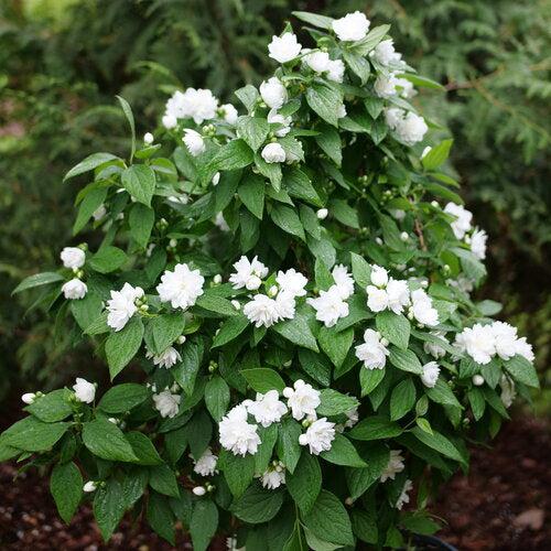 Philadelphus coronarius - Illuminati Spice® Mockorange